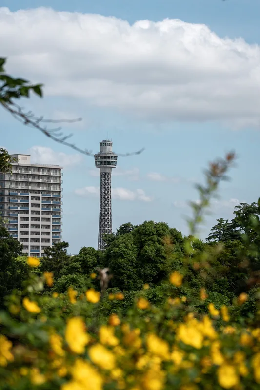 Yellow flowers with a city tower in the distance.