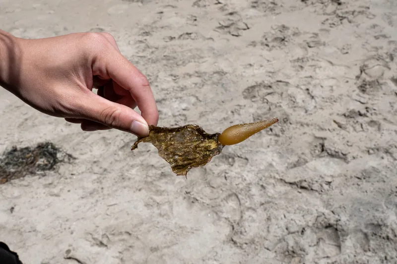 A hand holding a piece of seaweed over sand.