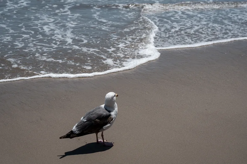 A gull standing on wet sand beside the surf.