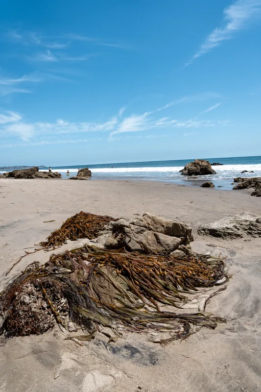 Seaweed washed ashore on a sandy beach.